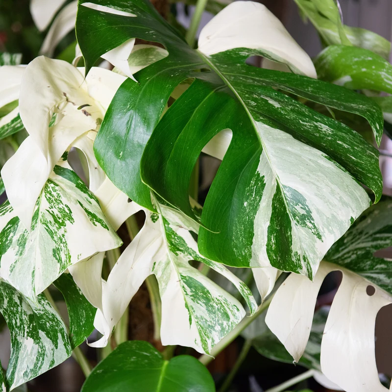 Gatenplant bont
