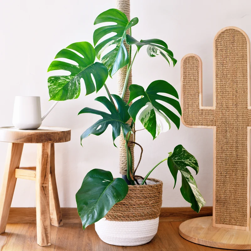 Gatenplant bont