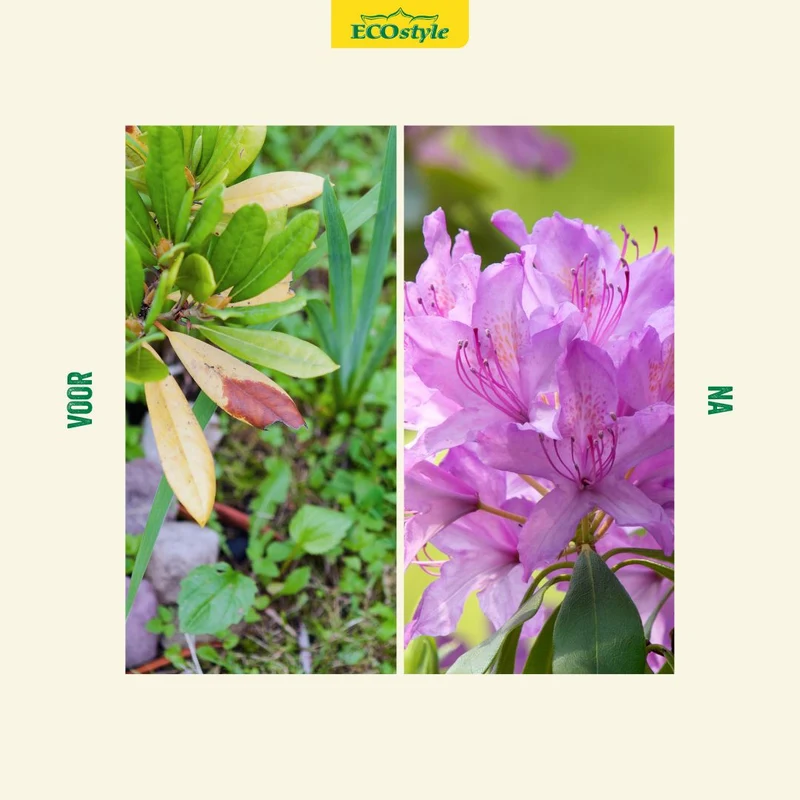 Rhodo & Azalea-AZ+