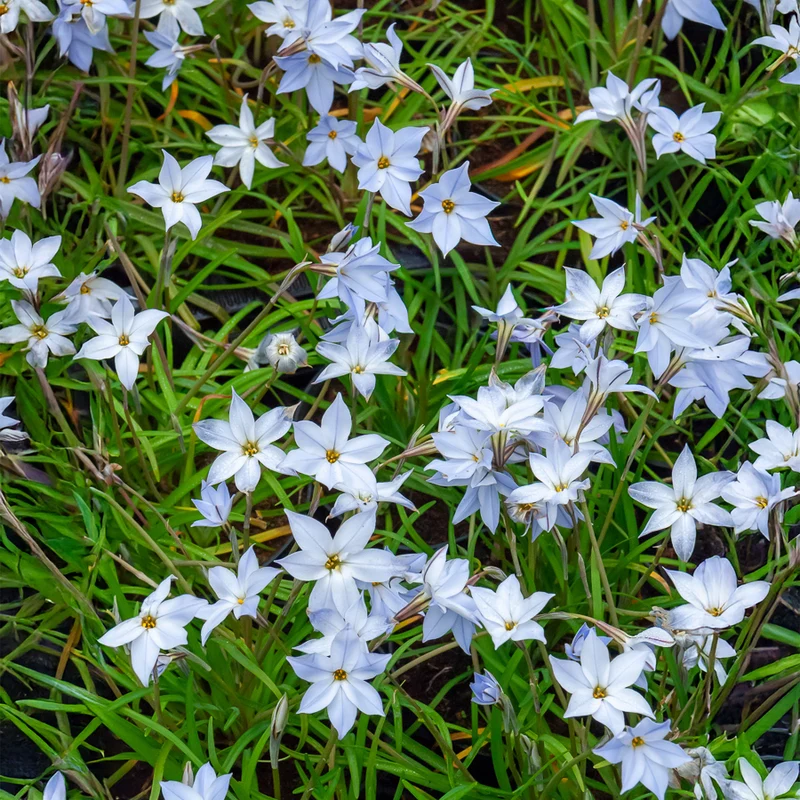 Frühlingssterne 'Wisley Blue'