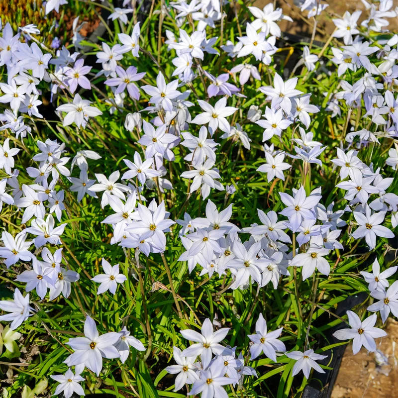Frühlingssterne 'Wisley Blue'