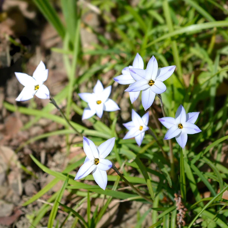 Frühlingssterne 'Wisley Blue'