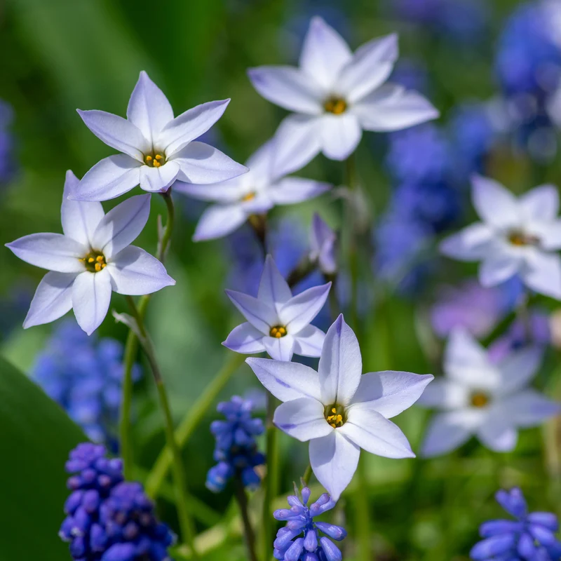 Frühlingssterne 'Wisley Blue'