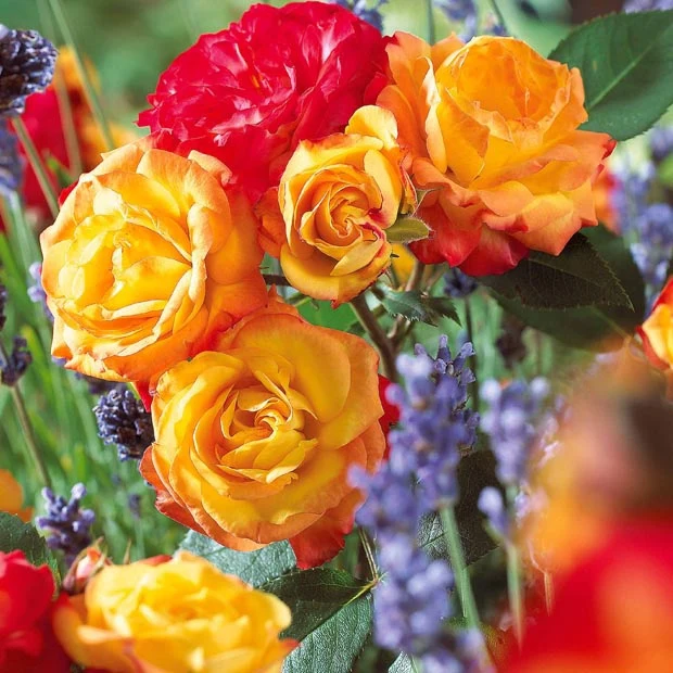 Polyantha-Rose ‘Harlequin’