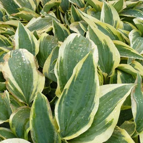 Hosta Wolverine Funkia