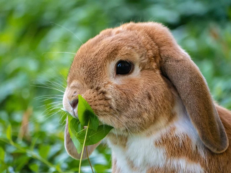 1qm Kaninchen Futterwiese Saatgut - für Kaninchen und Meerschweinchen