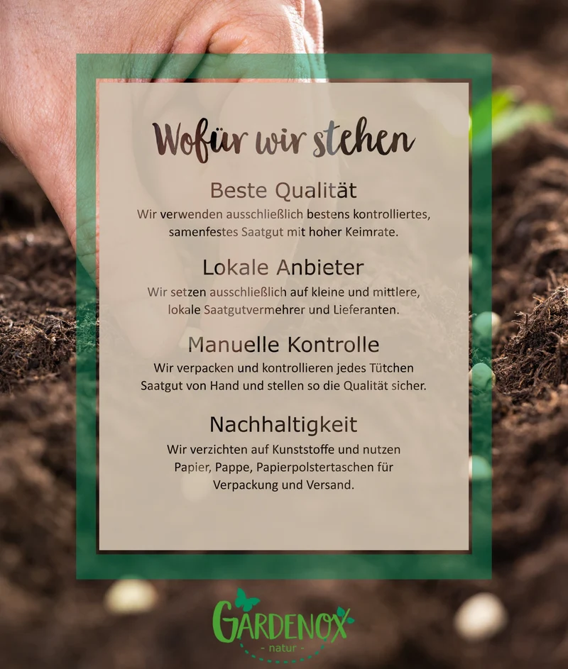 3000 Samen Echte Katzenminze * Nepeta cataria *