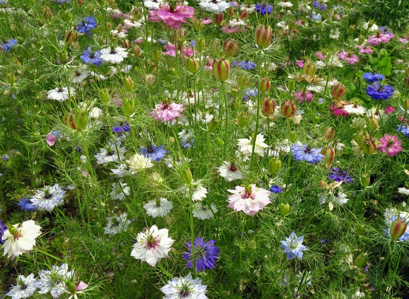 Blumensamen Set "Drei Nigella Sorten"