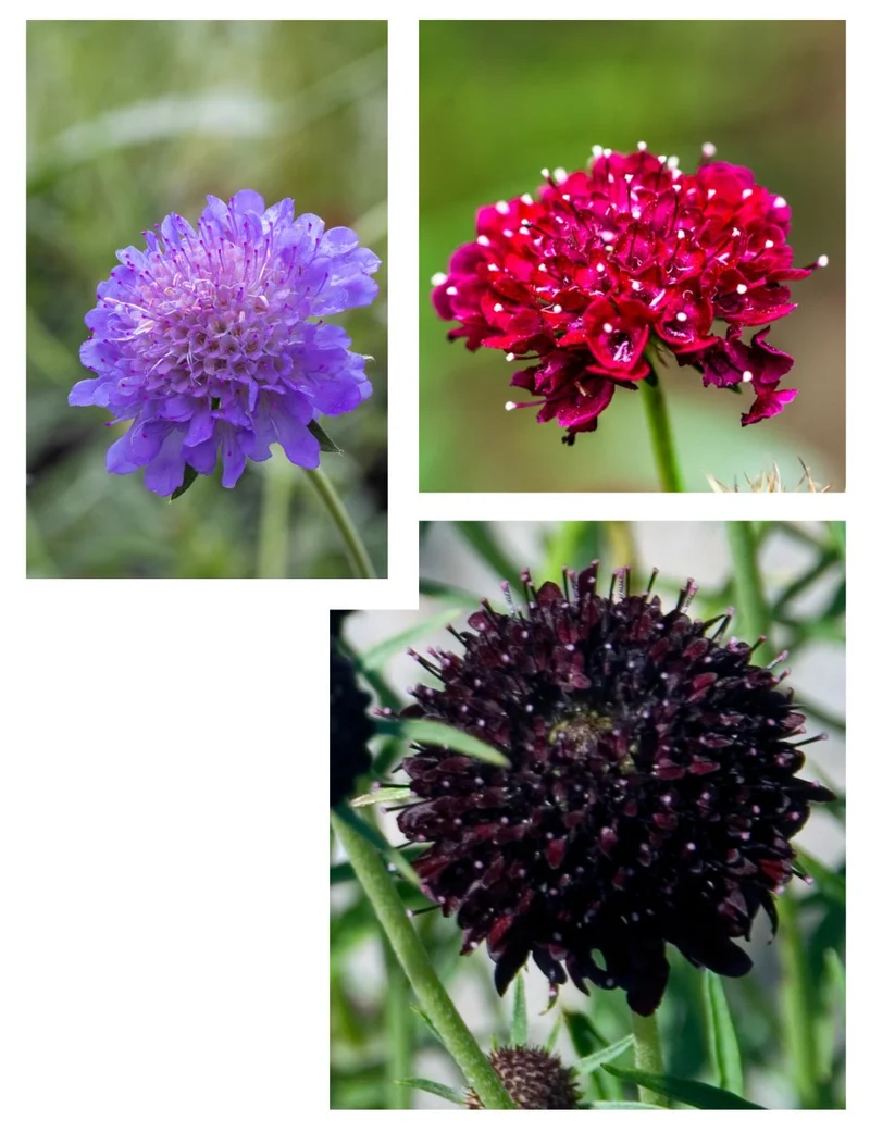 Blumensamen Set "Dreiklang Scabiosa"