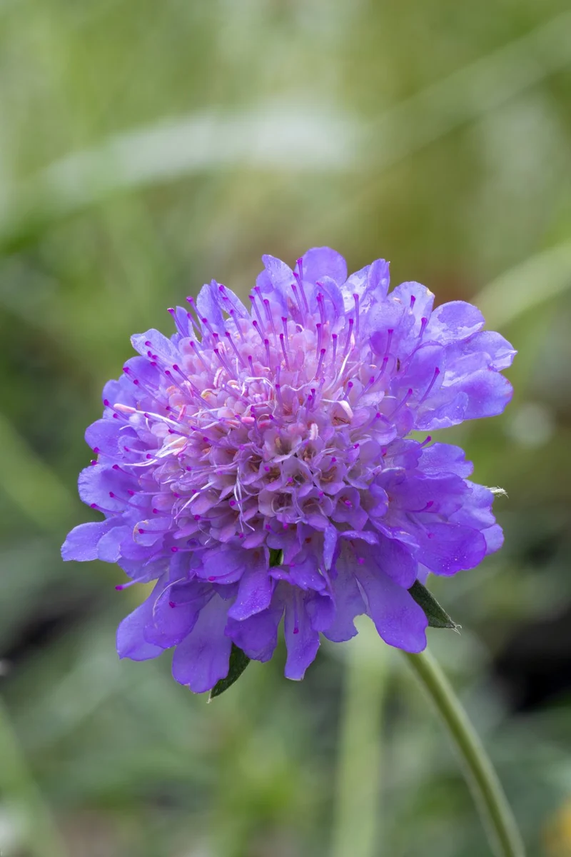 50 Samen Blaue Skabiose * Scabiosa atropurpurea "Oxford Blue"