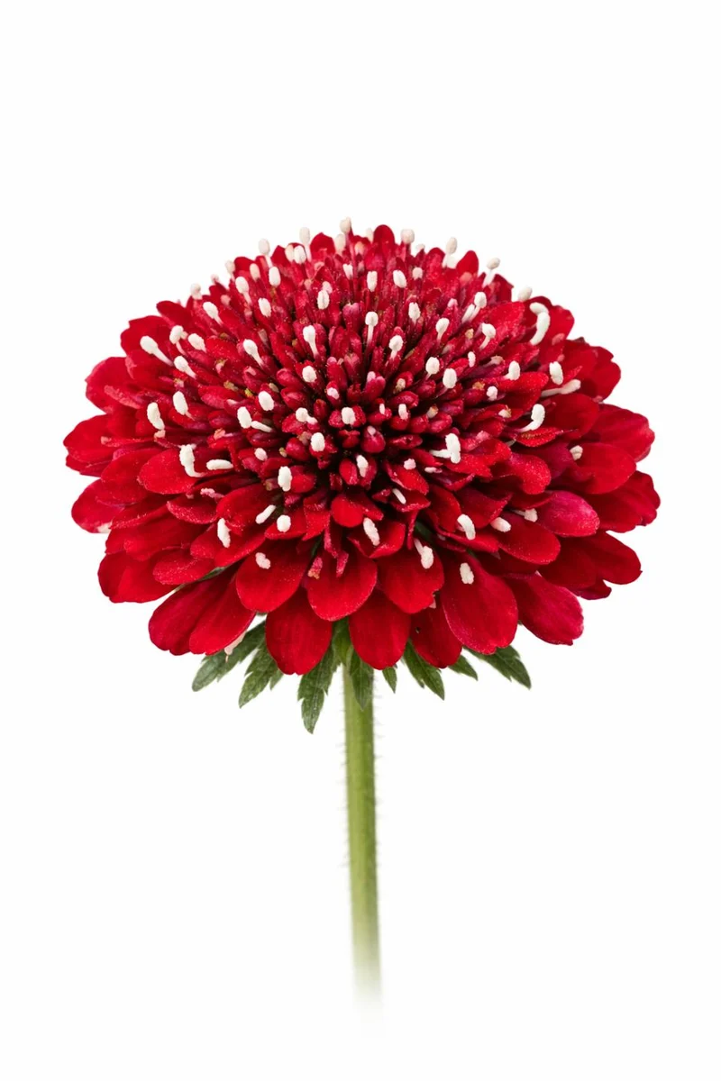Rote Skabiose ‘Fire King’ – 50 Samen