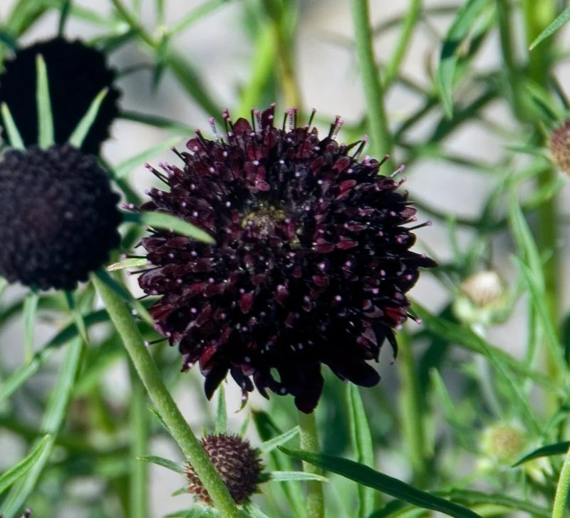 Schwarze Skabiose ‘Black Knight’ – 50 Samen