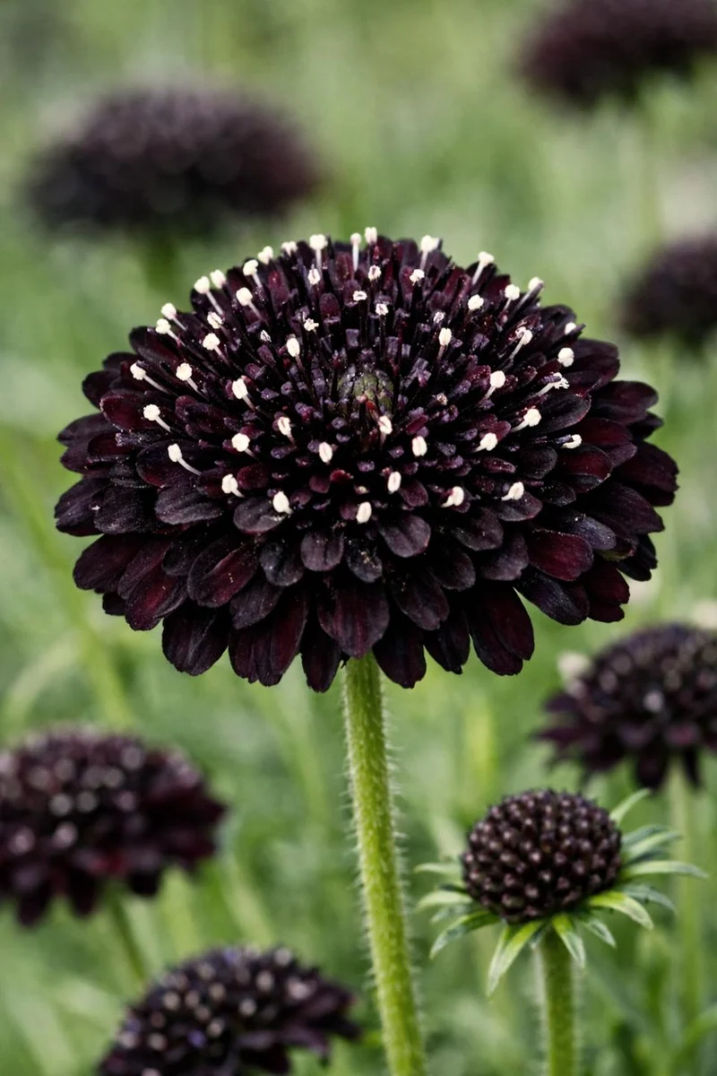 Schwarze Skabiose ‘Black Knight’ – 50 Samen