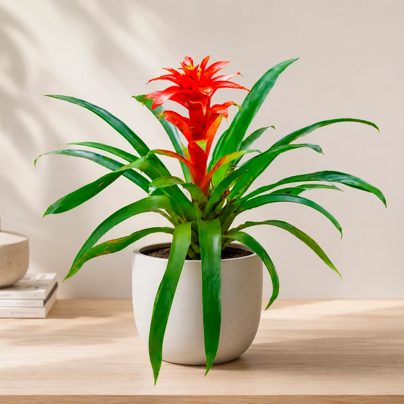 Guzmania Calypso