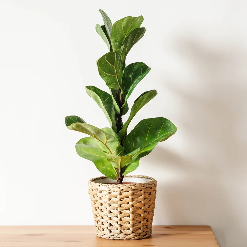 Vioolbladplant