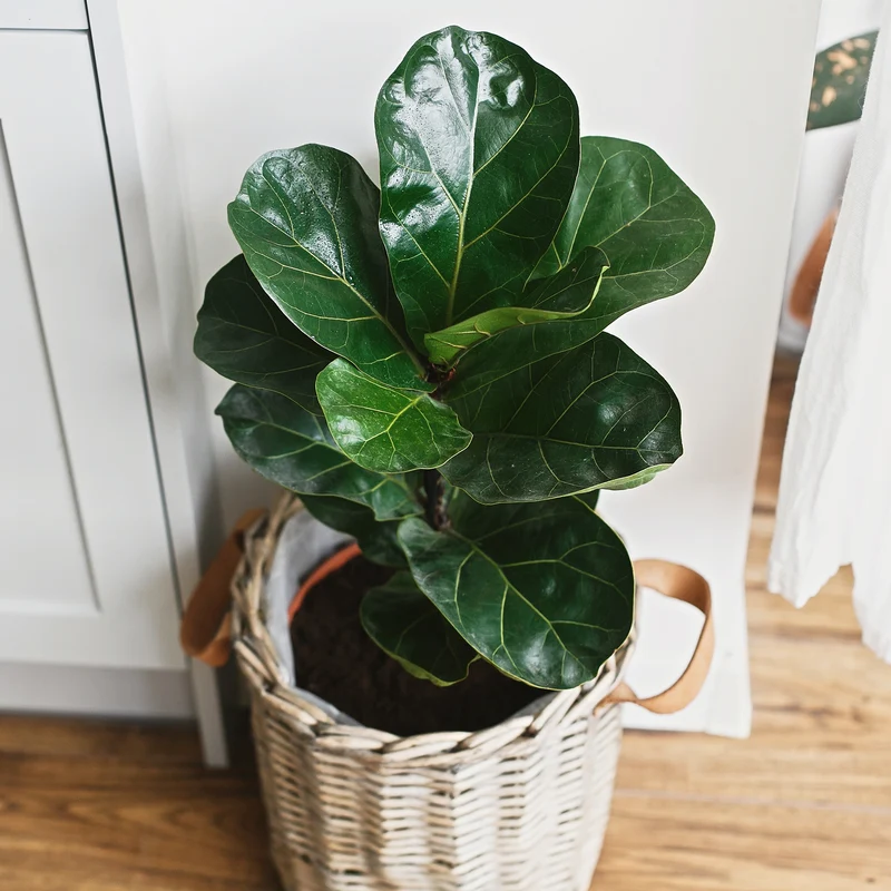 Vioolbladplant