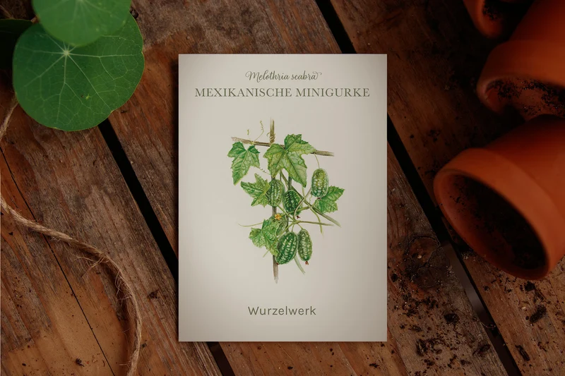 Mexikanische Minigurke