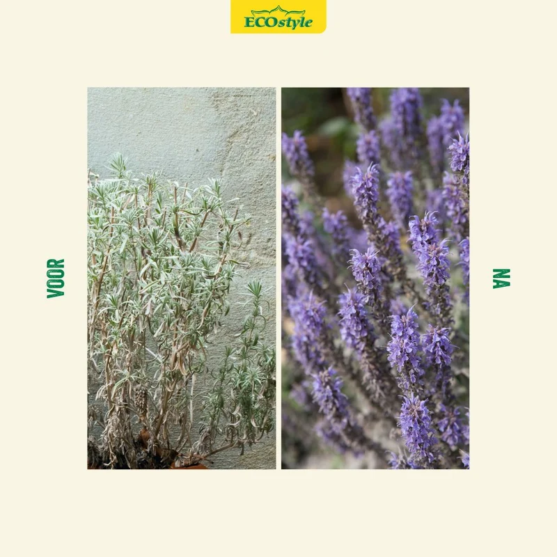 Lavendel-AZ+