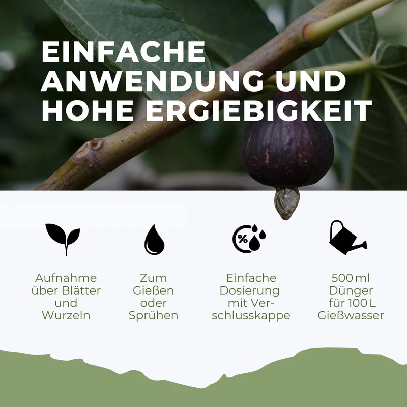 Feigenbaum Dünger von Flora Boost für gesunde Obstbäume
