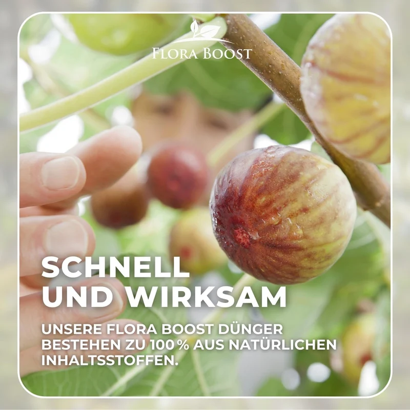 Feigenbaum Dünger von Flora Boost für gesunde Obstbäume