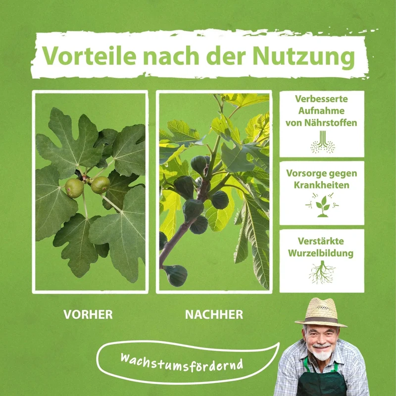 Feigenbaum Dünger von Flora Boost für gesunde Obstbäume