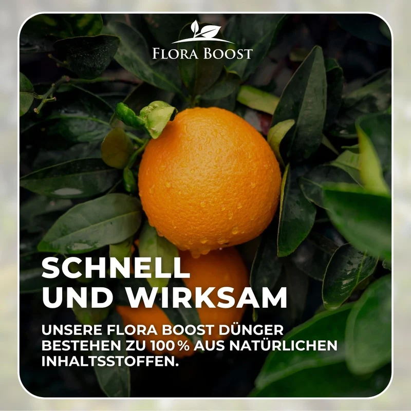 Zitrusdünger von Flora Boost für Zitruspflanzen