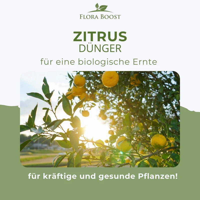 Zitrusdünger von Flora Boost für Zitruspflanzen