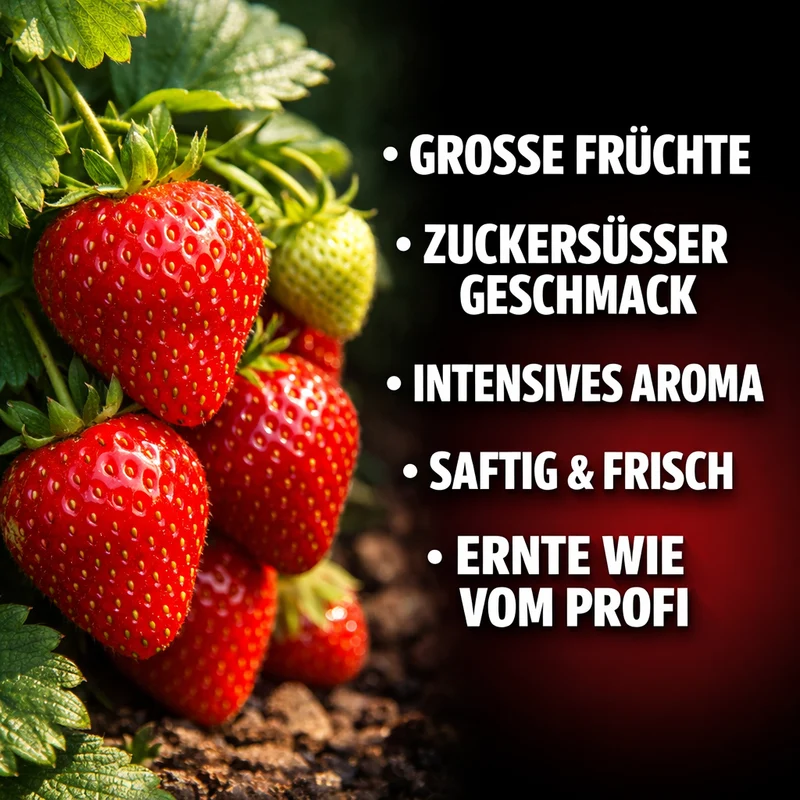 Erdbeer Dünger | Flora Boost für süße Früchte & reiche Ernte