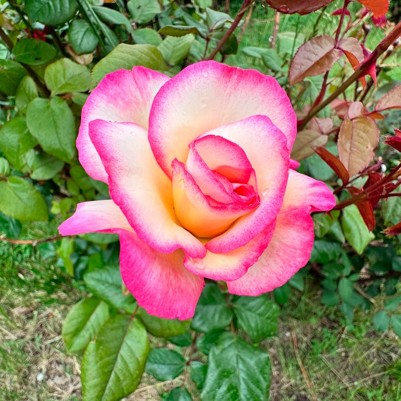 Kletterrose 'Haendel'