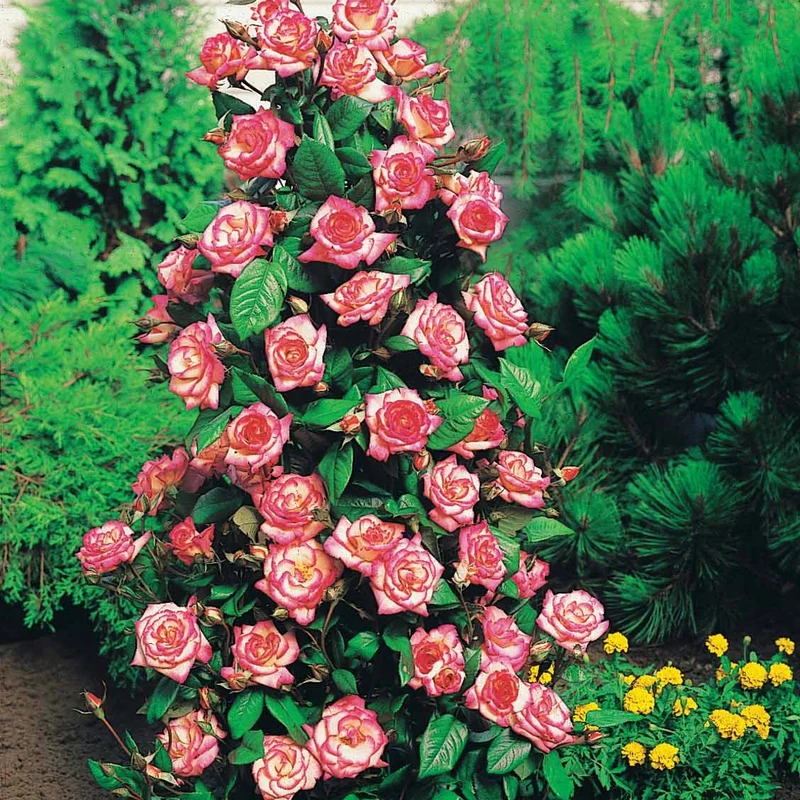Kletterrose 'Haendel'