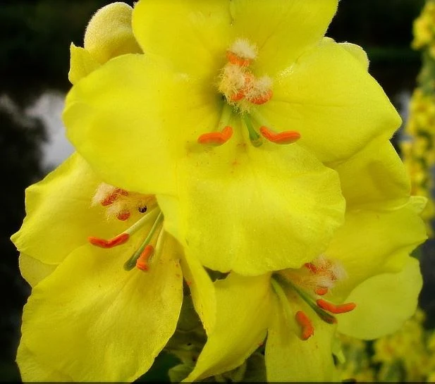 Königskerze (Verbascum densiflorum) – 1.000 Samen