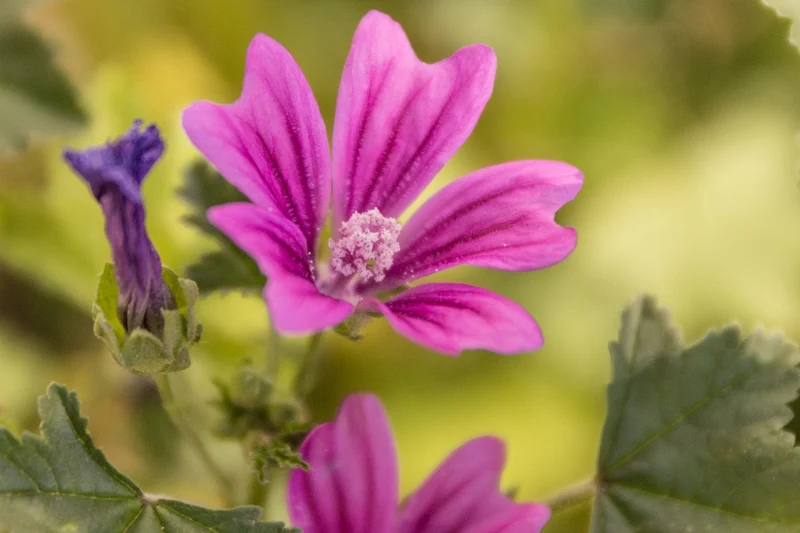 2000 Samen Wilde Malve Großpackung Malva sylvestris Käsepappel