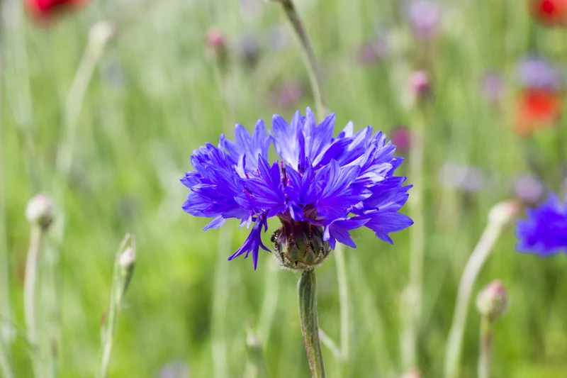 Blaue Kornblume Samen (Centaurea cyanus) – 2000 Samen