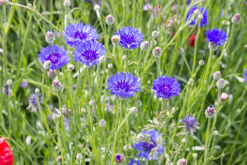 Blaue Kornblume Samen (Centaurea cyanus) – 2000 Samen