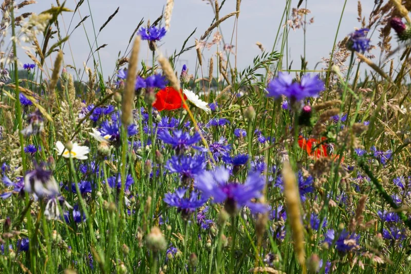 Blaue Kornblume Samen (Centaurea cyanus) – 2000 Samen