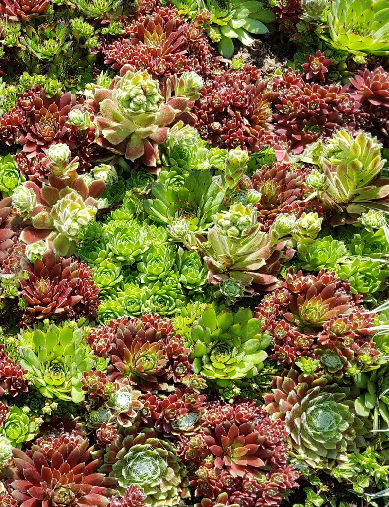 1000 Samen Sempervivum tectorum Hauswurz Dachwurz