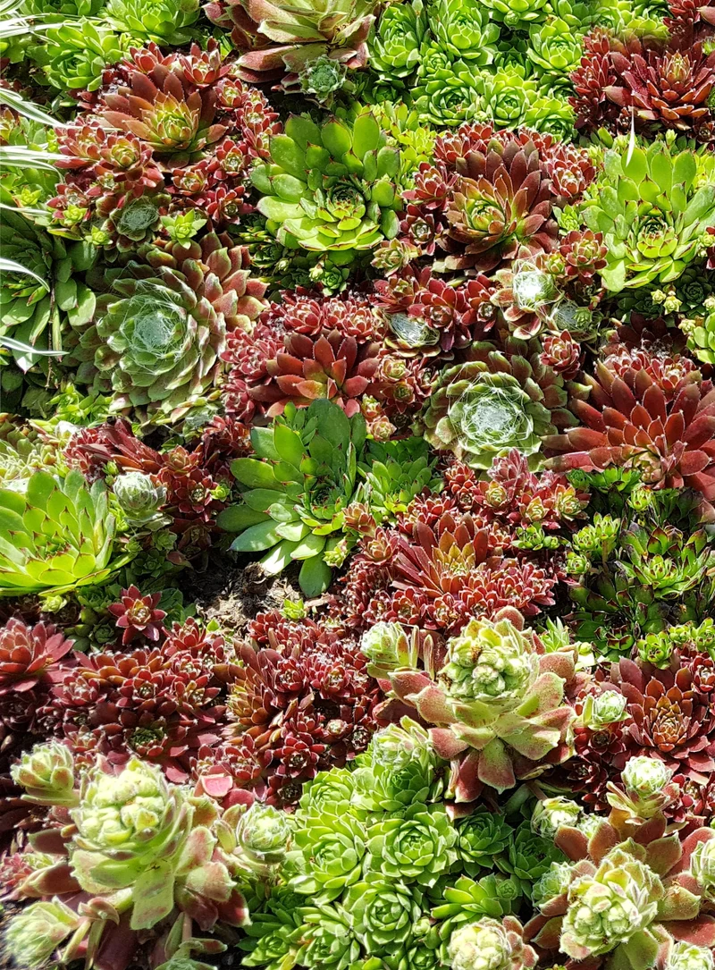 1000 Samen Sempervivum tectorum Hauswurz Dachwurz