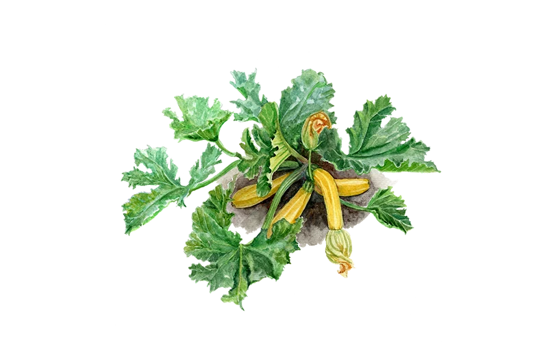 Gelbe Zucchini ‘Daisy‘