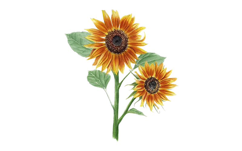 Sonnenblume ‘La Torre’