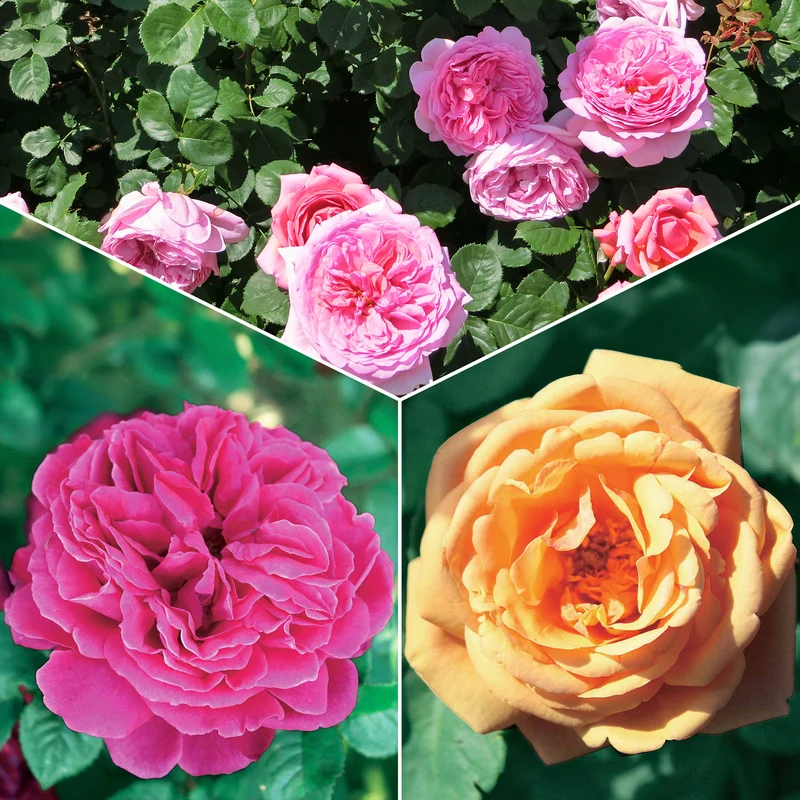 Englische Rosen Kollektion (x3)