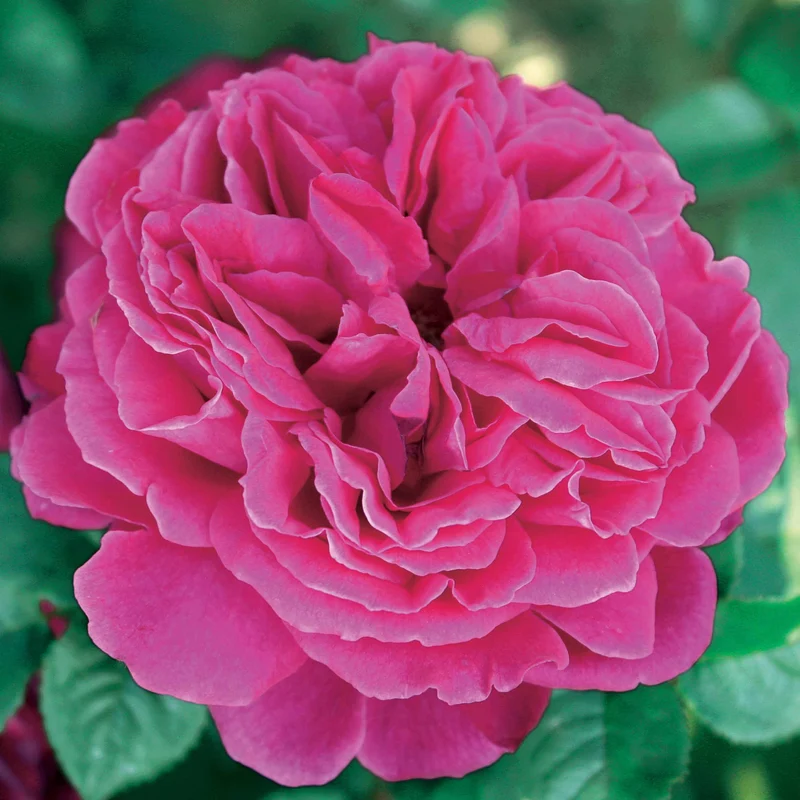 Englische Rosen Kollektion (x3)