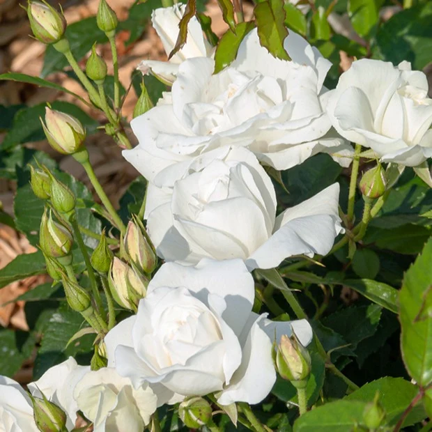 Hochstammrose ‘Korbin’