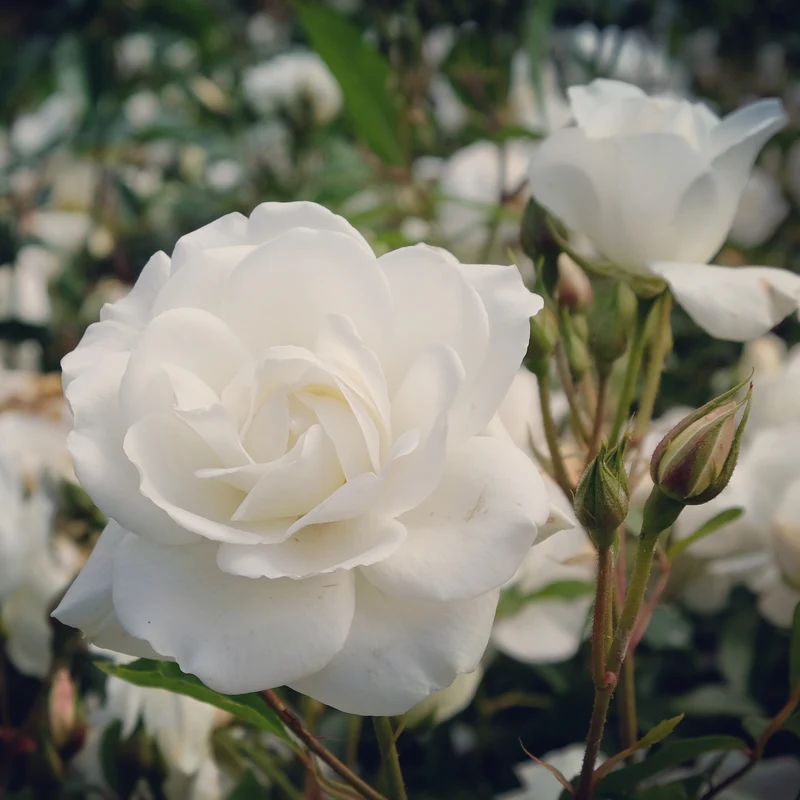 Hochstammrose ‘Korbin’