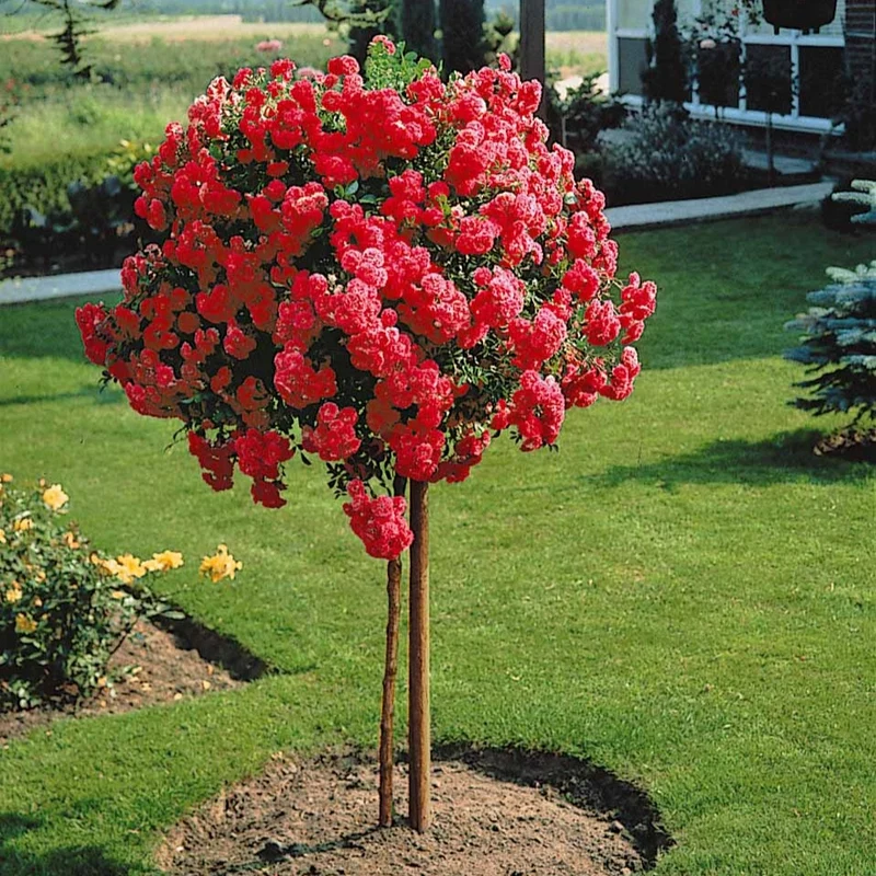 Stammrose Excelsa