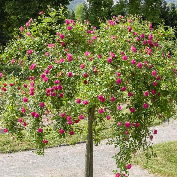 Stammrose Excelsa