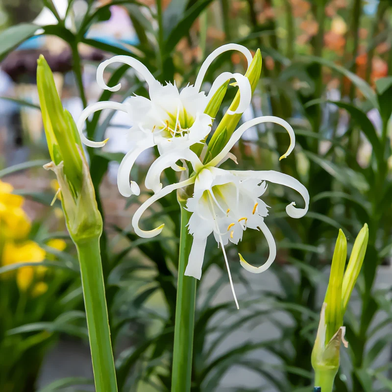Spinnenlilie ‘Festalis’ (x3)