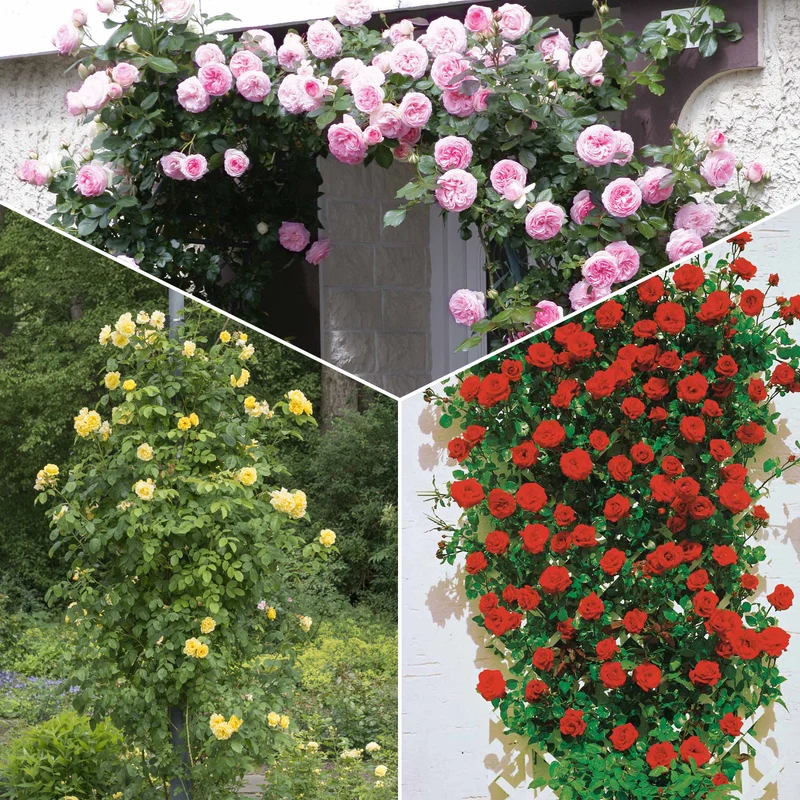 Kletterrosen Mischung (Ronsard, Golden Gate, Santana) (x3)