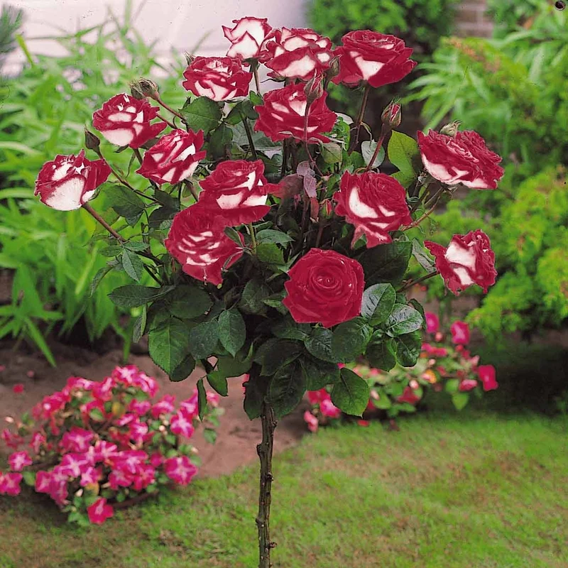 Hochstammrosen-Kollektion 'Ramona', 'Korbin', 'Osiria' (x3)
