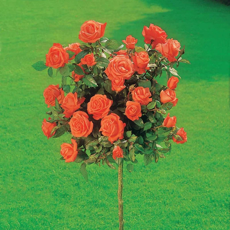 Hochstammrosen-Kollektion 'Ramona', 'Korbin', 'Osiria' (x3)