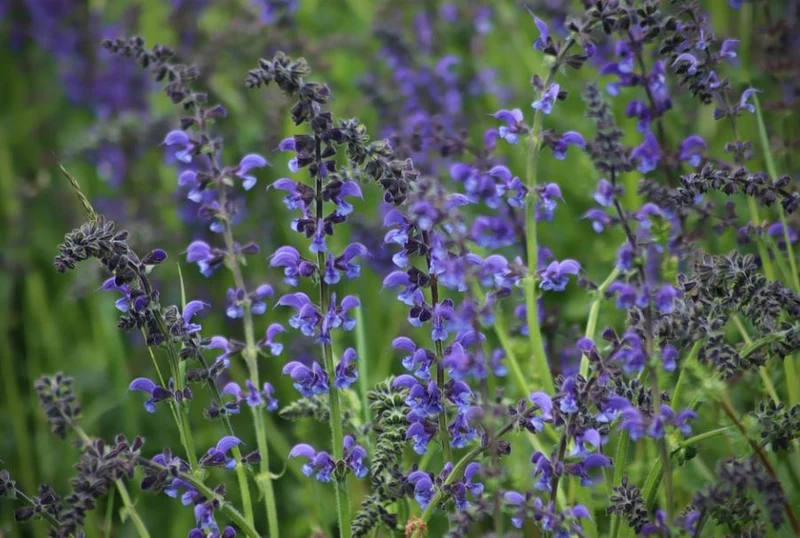 Blumensamenmischung "Blaublüter" Bienenparadies in Blau
